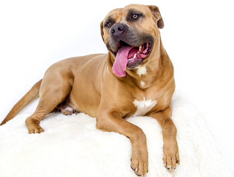 优良的美国比特犬怎么选?买的时候一定要注意这几点