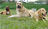 安娜图牧羊犬喜欢什么