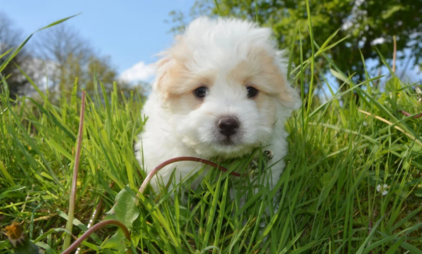 棉花面纱犬怎么训练才听话 棉花面纱犬怎么训练才听话