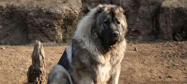 高加索犬训练技巧有哪些 高加索犬训练技巧有哪些