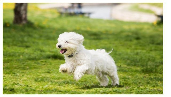 马尔济斯犬训练技巧有哪些 马尔济斯犬训练技巧有哪些