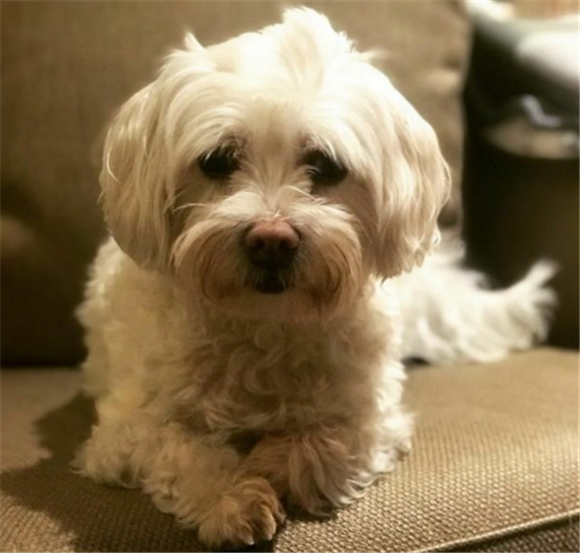 棉花面纱犬吃多了吐了怎么办