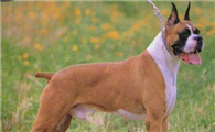 德国拳师犬有攻击性吗