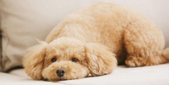 贵宾犬需要训练什么 贵宾犬需要训练什么