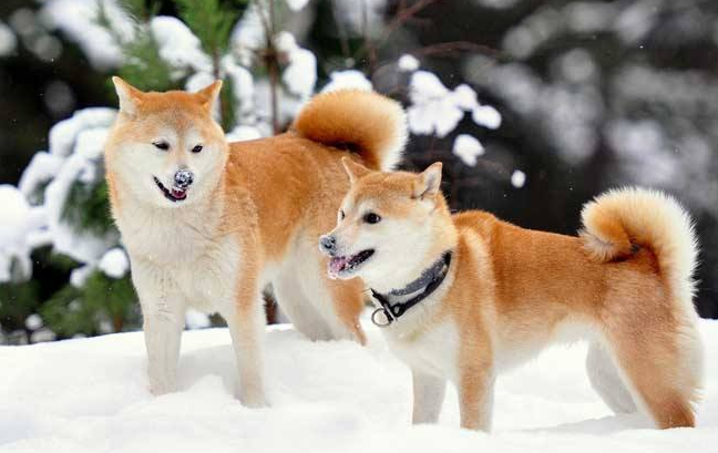 秋田犬吃多了拉稀怎么办 秋田犬吃多了拉稀怎么办
