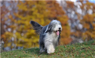 古代英国牧羊犬有攻击性吗