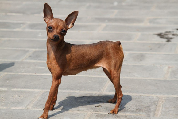 小鹿犬攻击性很强吗 小鹿犬攻击性很强吗