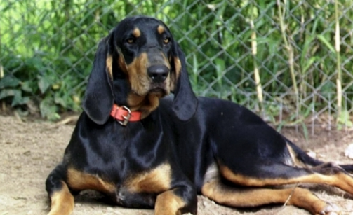 黑褐猎浣熊犬的饲养要点有哪些