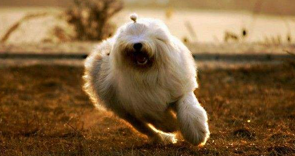古代长须牧羊犬喜欢什么 古代长须牧羊犬喜欢什么
