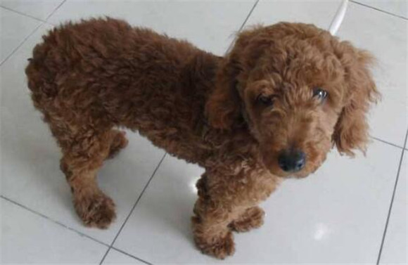 贵宾犬生活习惯 贵宾犬生活习惯