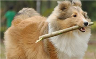 喜乐蒂牧羊犬的性格外貌特征