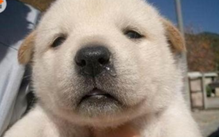 狗狗感冒和犬瘟的区别 狗狗感冒能自愈吗