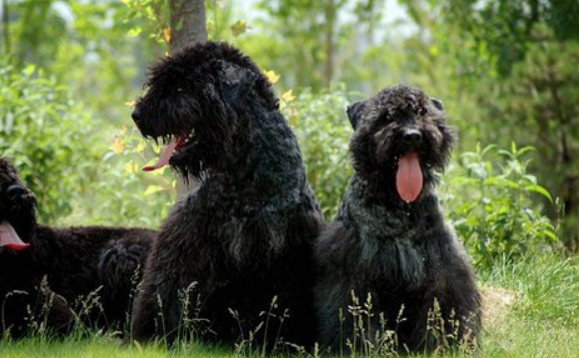 佛兰德牧牛犬是哪国的 佛兰德牧牛犬是哪国的