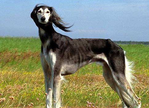 俄罗斯高狼犬图片