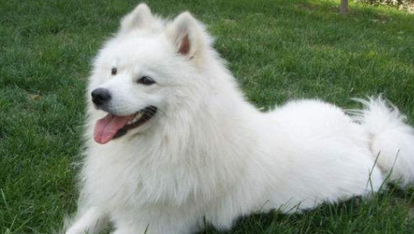 萨摩耶犬多少钱一只 萨摩耶犬多少钱一只