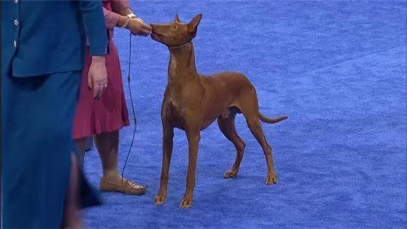 法老王猎犬的起源和历史