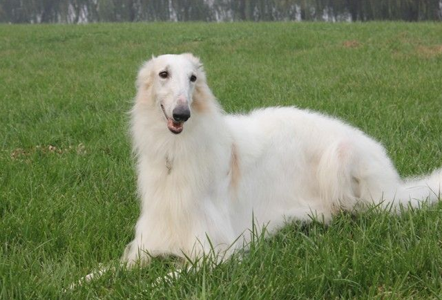养苏俄猎狼犬注意事项 养苏俄猎狼犬注意事项
