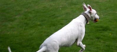 马扎尔犬的起源和历史