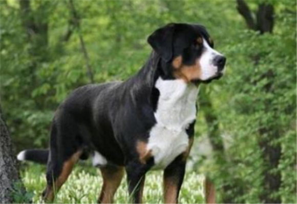 恩特雷布赫山地犬bb_副本1.png