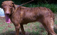乞沙比克猎犬怎么训练才听话