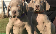魏玛犬训练技巧有哪些