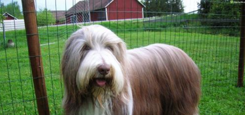 古代长须牧羊犬一天吃几顿 古代长须牧羊犬一天吃几顿
