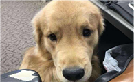黄金猎犬一天吃几顿