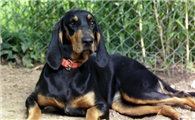 黑褐猎浣熊犬的饲养要点有哪些