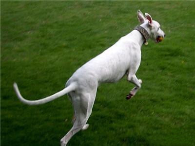 在挑选马扎尔犬时,除了“大长腿”还有几点要注意 在挑选马扎尔犬时,除了“大长腿”还有几点要注意