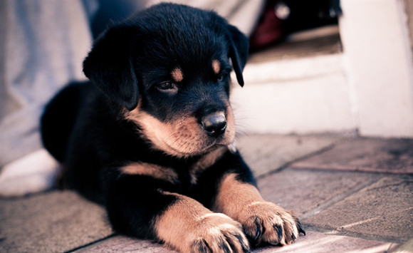 罗威纳犬多少钱一只 罗威纳犬多少钱一只
