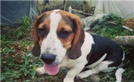 巴吉度犬聪明吗