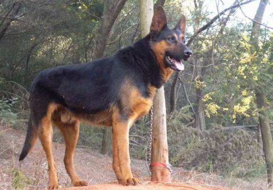 昆明犬攻击性很强吗