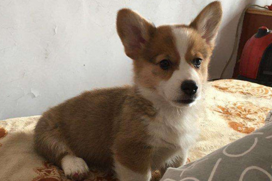 北京纯种柯基犬狗舍出售价位