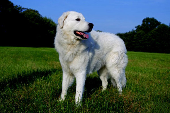 库瓦斯犬的原产地在哪里