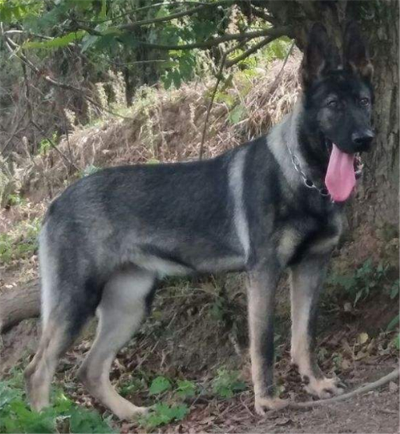 中国昆明犬是哪国的