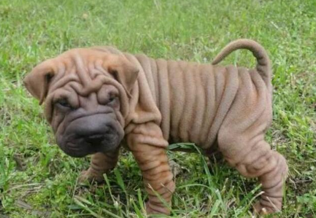 中国沙皮犬多少钱一只