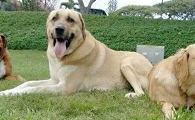 安娜图牧羊犬怎么训练才听话