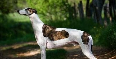 格雷伊猎犬一天吃几顿 格雷伊猎犬一天吃几顿