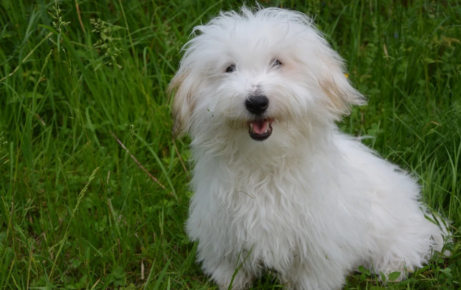 棉花面纱犬该怎么喂养