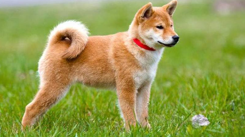 秋田犬怎么训练才听话