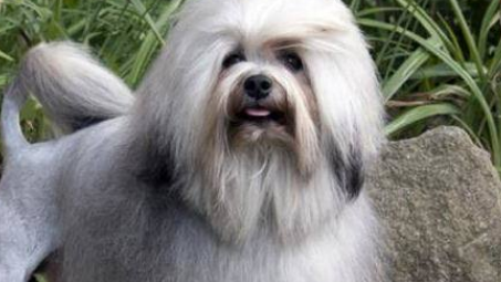 罗秦犬聪明吗 罗秦犬聪明吗