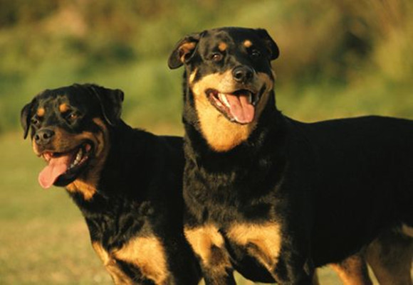 罗威纳犬多大产仔 罗威纳犬多大产仔