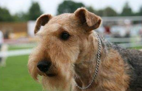 湖畔梗的体重大约是多少