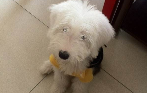 购买古代长须牧羊犬注意些什么 购买古代长须牧羊犬注意些什么