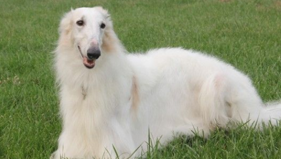 苏俄猎狼犬多少钱一只 苏俄猎狼犬多少钱一只
