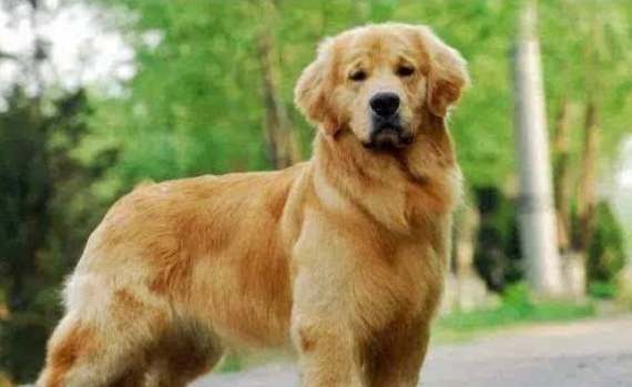 霍夫瓦尔特犬怎么训练才听话