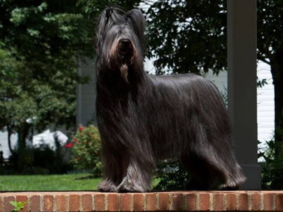 伯瑞犬吃多了吐了怎么办 伯瑞犬吃多了吐了怎么办