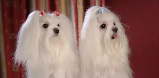 马尔济斯犬的原产地在哪里