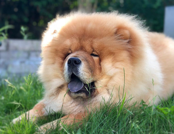 松狮犬多大产仔 宠物网问答 松狮犬多大产仔 宠物网问答