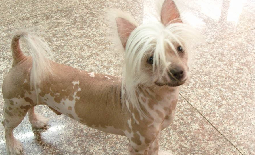 中国冠毛犬训练技巧